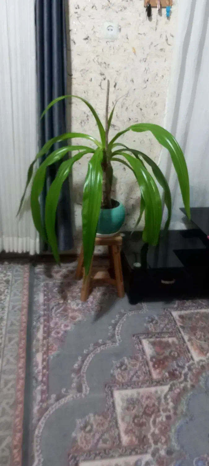 گل وگلدون|گل و گیاه طبیعی|شیراز, گود عربان|دیوار