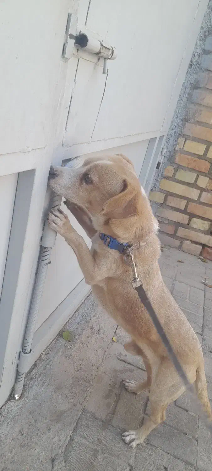 سگ پاپی نر|سگ|تربت جام, مطهری|دیوار