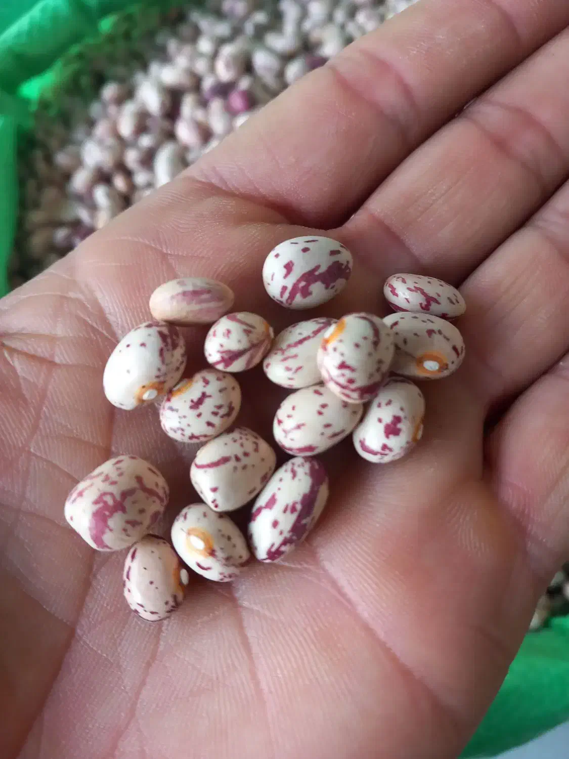 لوبیا چیتی|خوردنی و آشامیدنی|رشت, پسیخان|دیوار