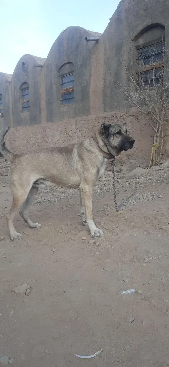 واگذاری سگ سرابی|سگ|تفت, |دیوار