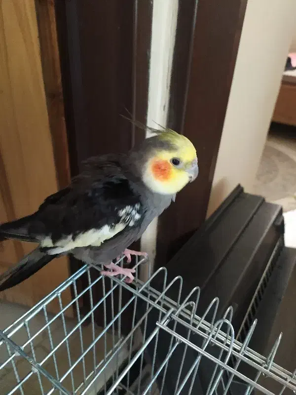 عروس هلندی سخنگو|پرنده|مهاجران, |دیوار