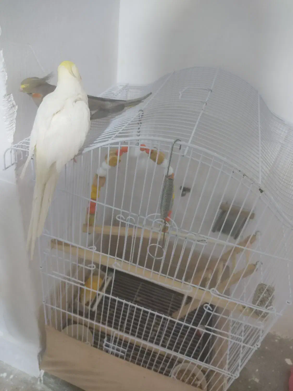 جفت عروس هلندی مولد|پرنده|بانه, |دیوار