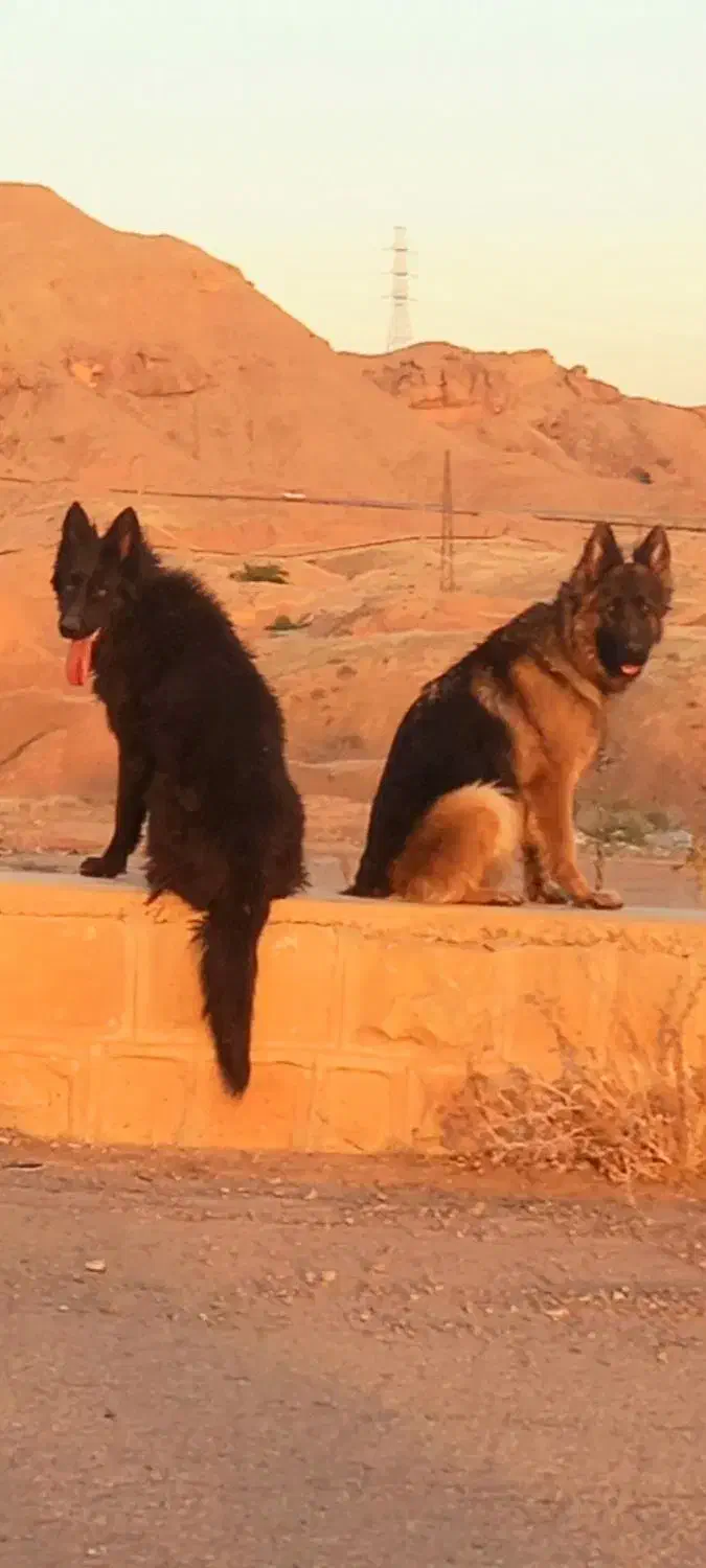 سگ ژرمن|سگ|اهواز, اهواز|دیوار