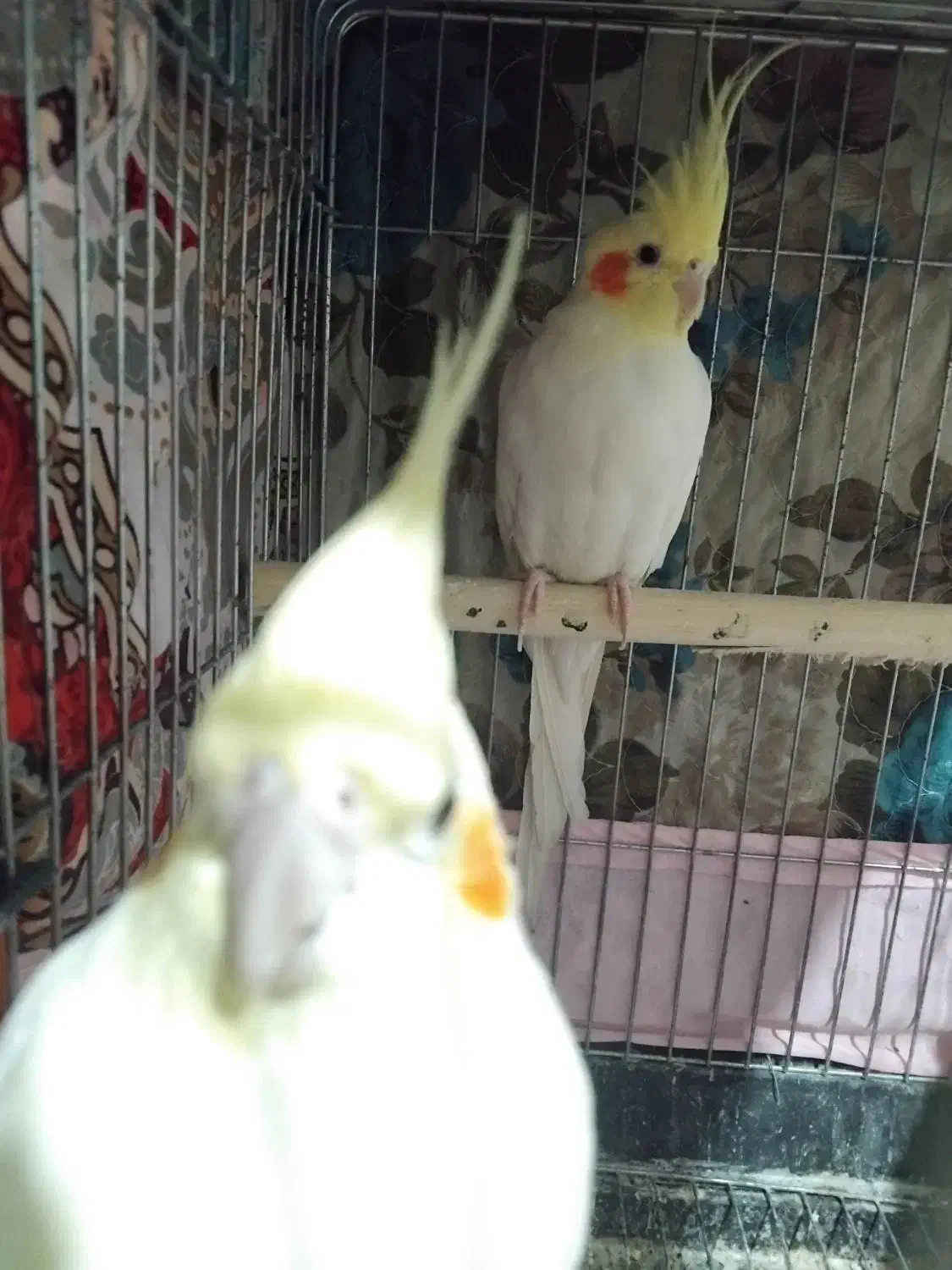 فروش|پرنده|تهران, مختاری|دیوار