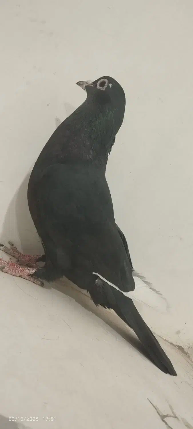 ماده مینا سیاه عروسک|پرنده|هامون, |دیوار