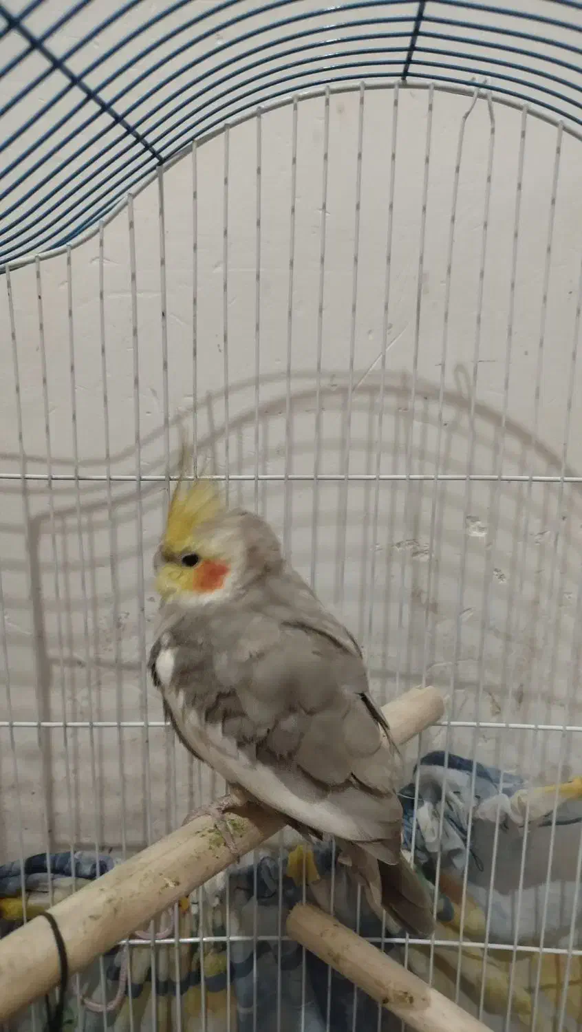 عروس هلندی|پرنده|خرمآباد, |دیوار