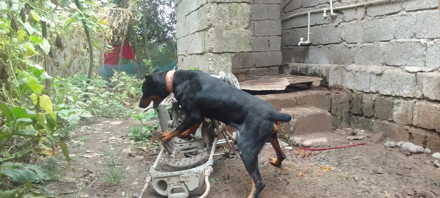 ۲ سگ نگهبان|سگ|آستانه اشرفیه, |دیوار