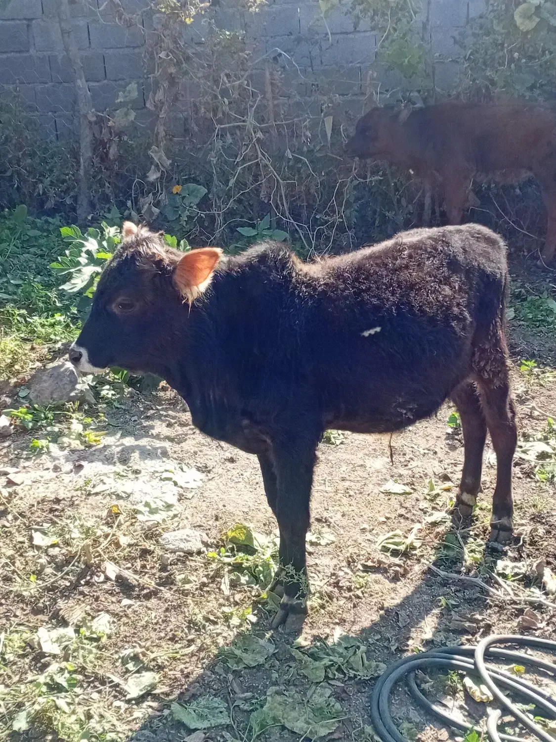 خریدارواقعی تماس بگیرد|حیوانات مزرعه|رامیان, |دیوار