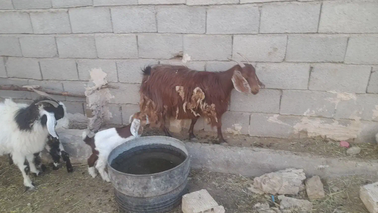 بز.،‌.|حیوانات مزرعه|فردوس (خراسان), |دیوار