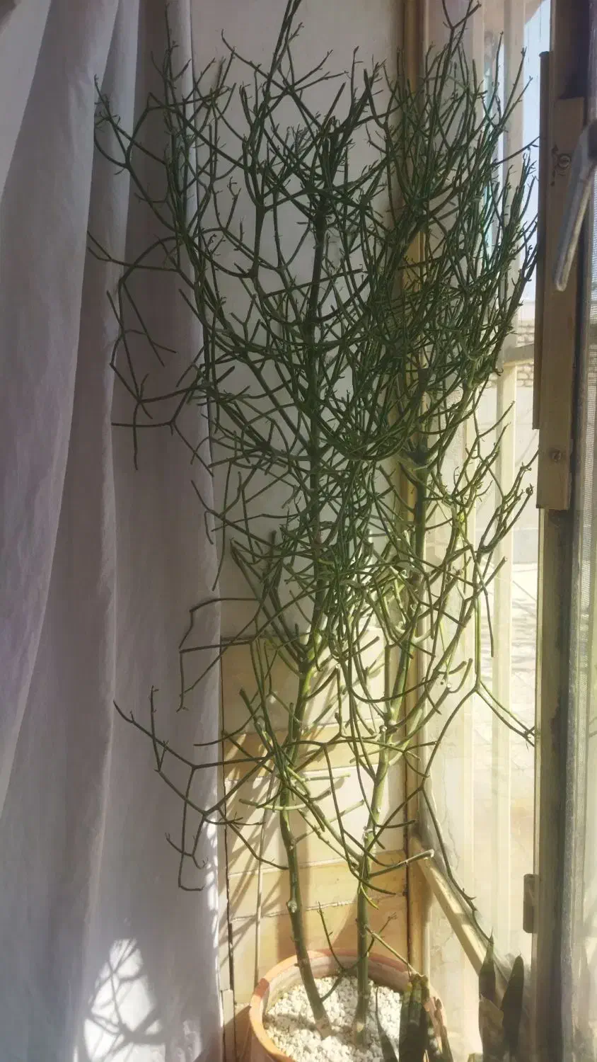 گل شاخ گوزنی|گل و گیاه طبیعی|سیرجان, |دیوار