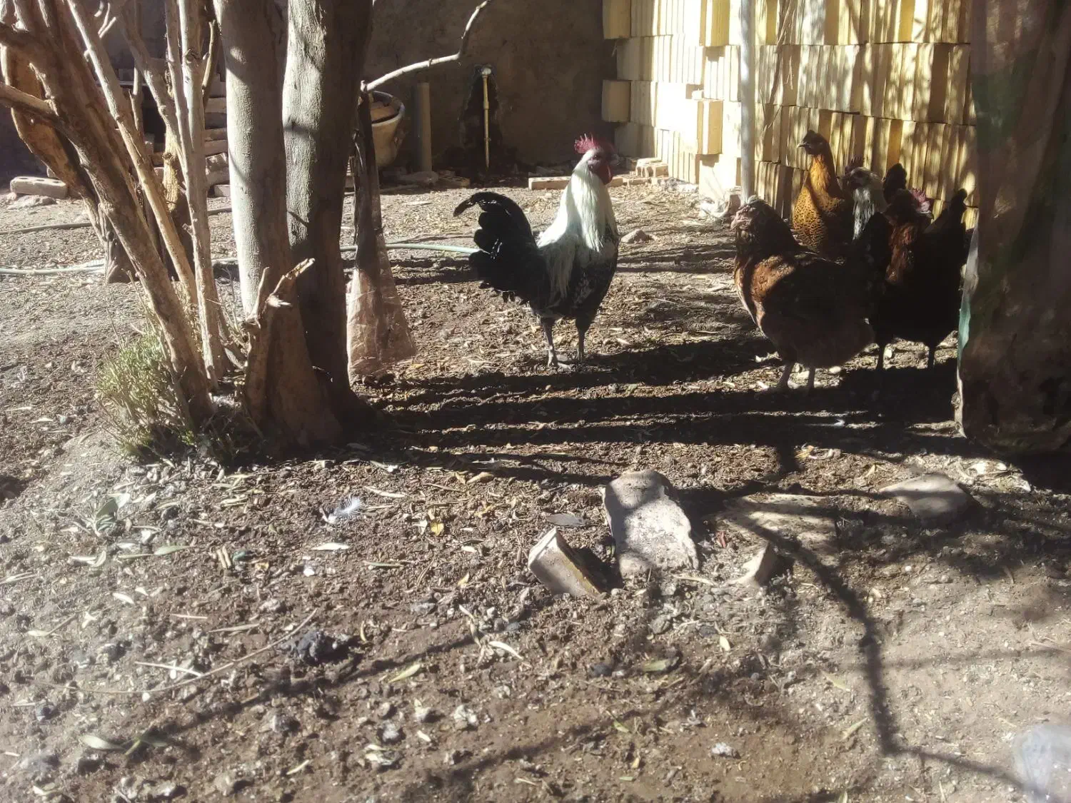 مرغ گلین نیمچه و لاری گلین|حیوانات مزرعه|رفسنجان, |دیوار