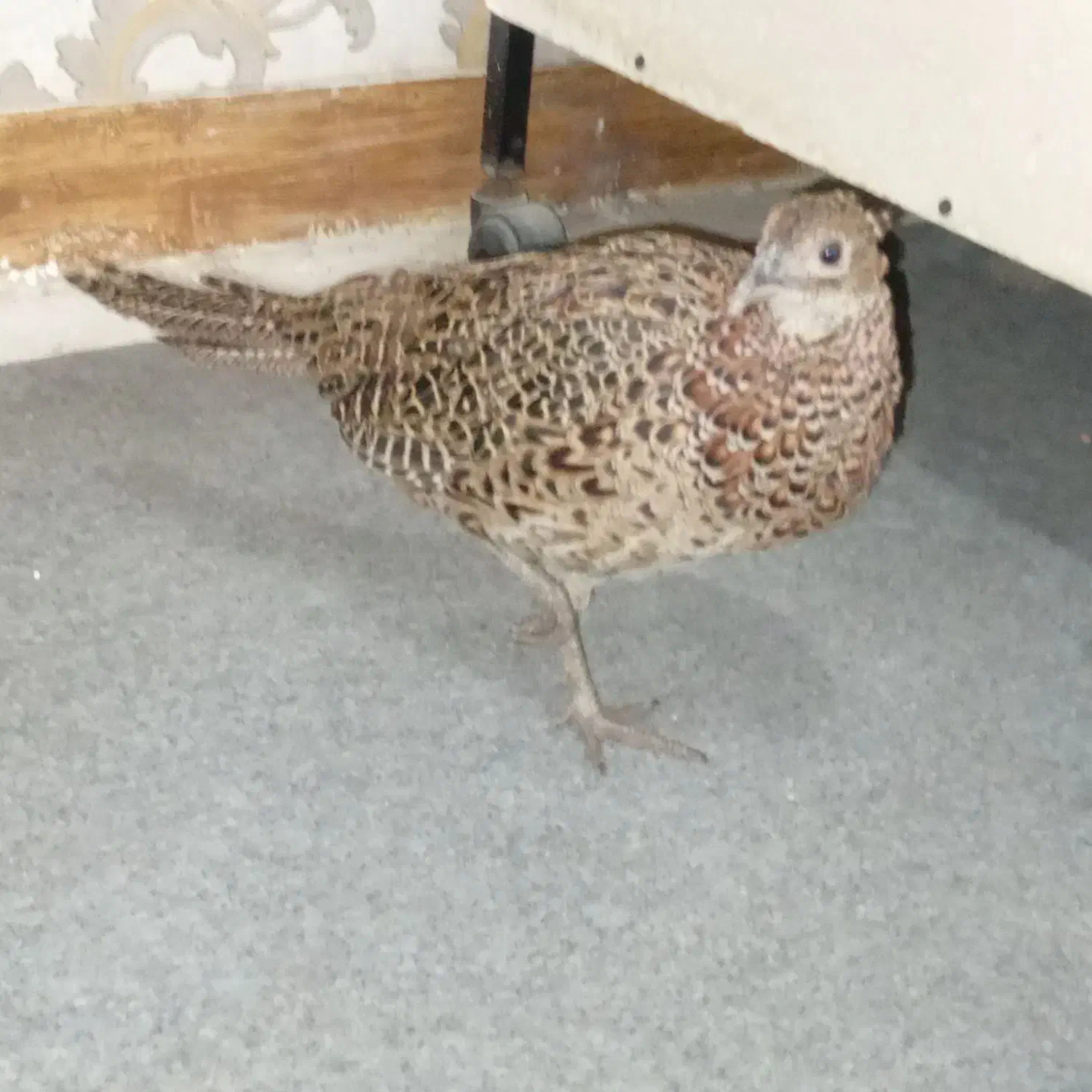 قرقابل|پرنده|مشهد, امیریه|دیوار