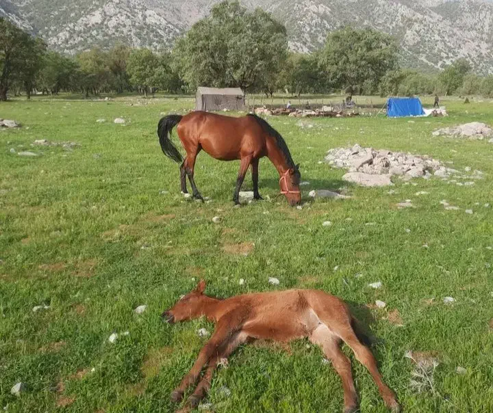 اسب مادیان|اسب و تجهیزات اسبسواری|خرمآباد, |دیوار