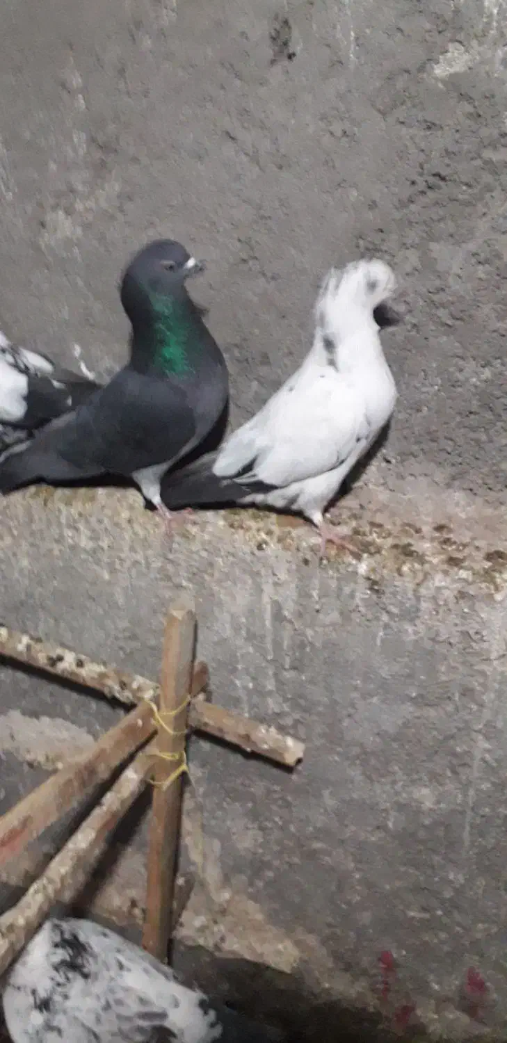 تعدادی کبوتر خوب|پرنده|کاشان, مشکات|دیوار