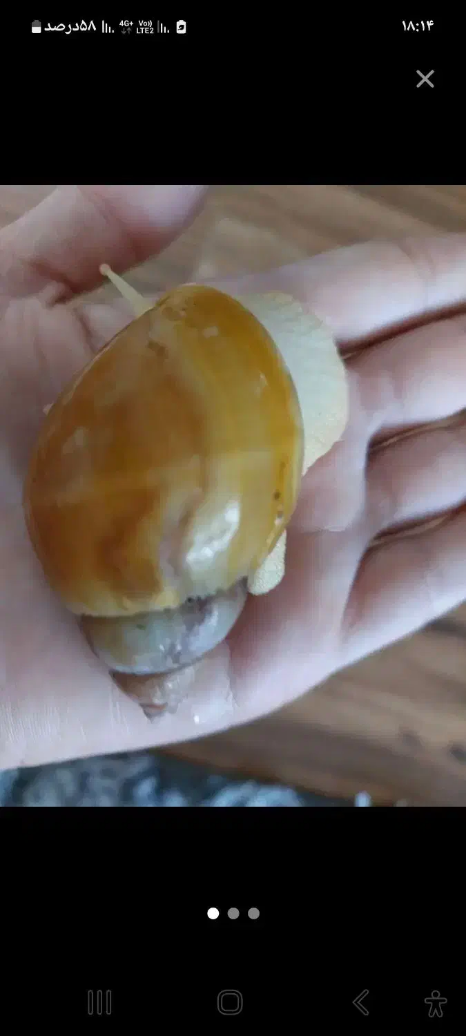 حلزون های غول پیکر|خزنده|رشت, پیرکلاچای|دیوار