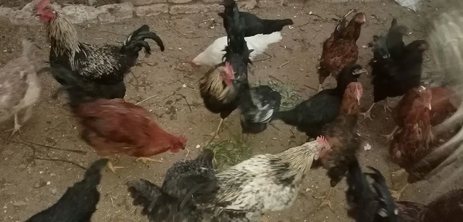 مرغ وخروس|حیوانات مزرعه|فریمان, |دیوار