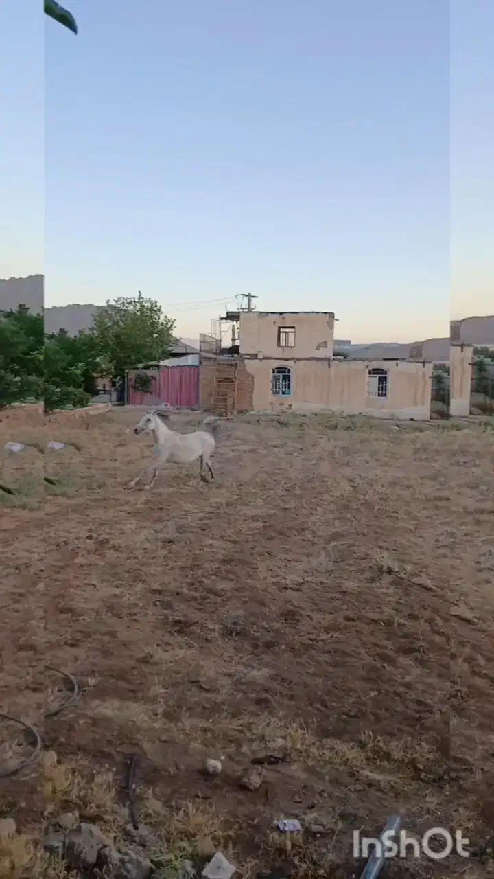 مادیون|اسب و تجهیزات اسب‌سواری|بن, |دیوار