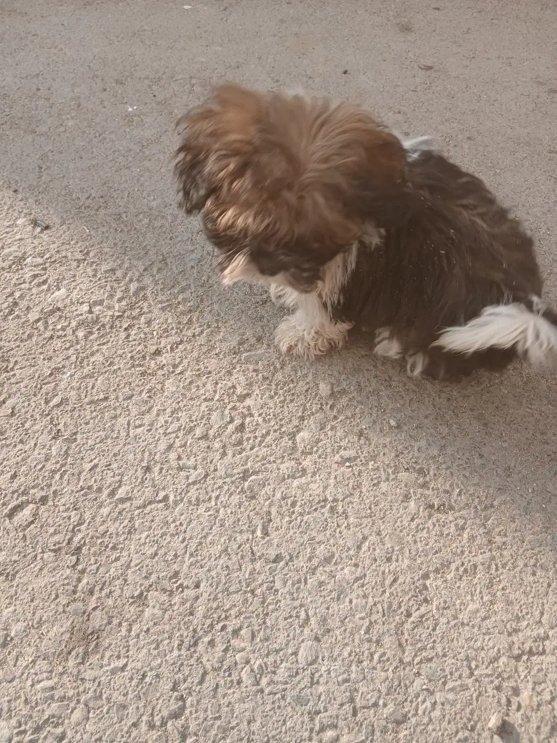 سگ کوچولو بامزه|سگ|ملایر, |دیوار