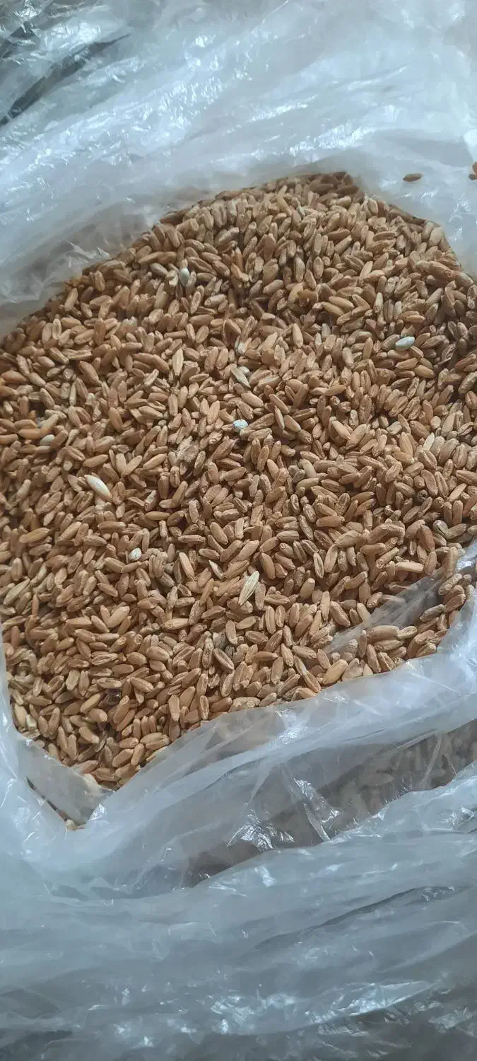 گندم بوجاری شده|خوردنی و آشامیدنی|قم, محمد آباد|دیوار