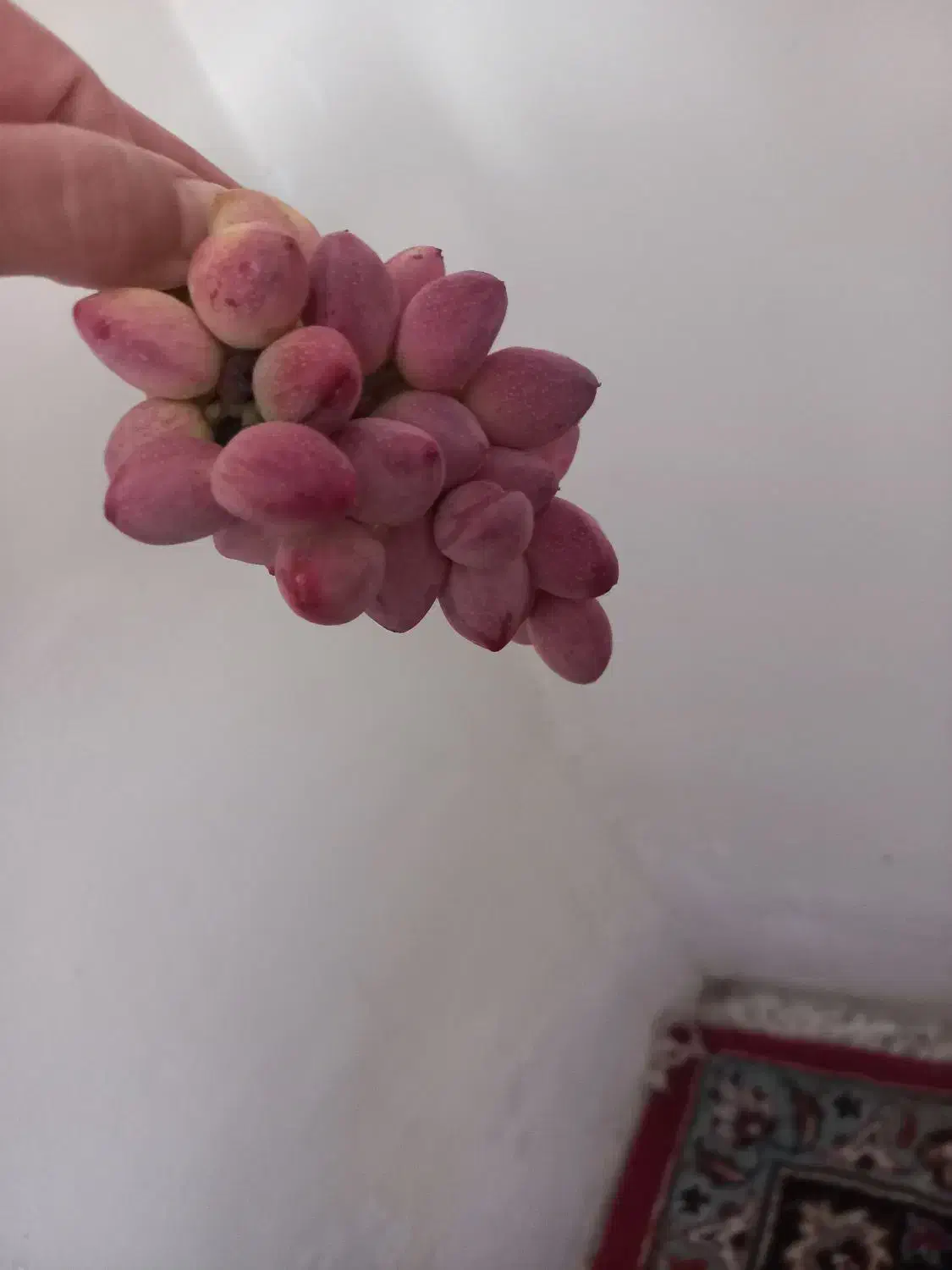 باغ هزار متری سند دار ده قاضی(مرحمت آباد)|فروش دفتر صنعتی، کشاورزی، تجاری|امیرآباد, |دیوار