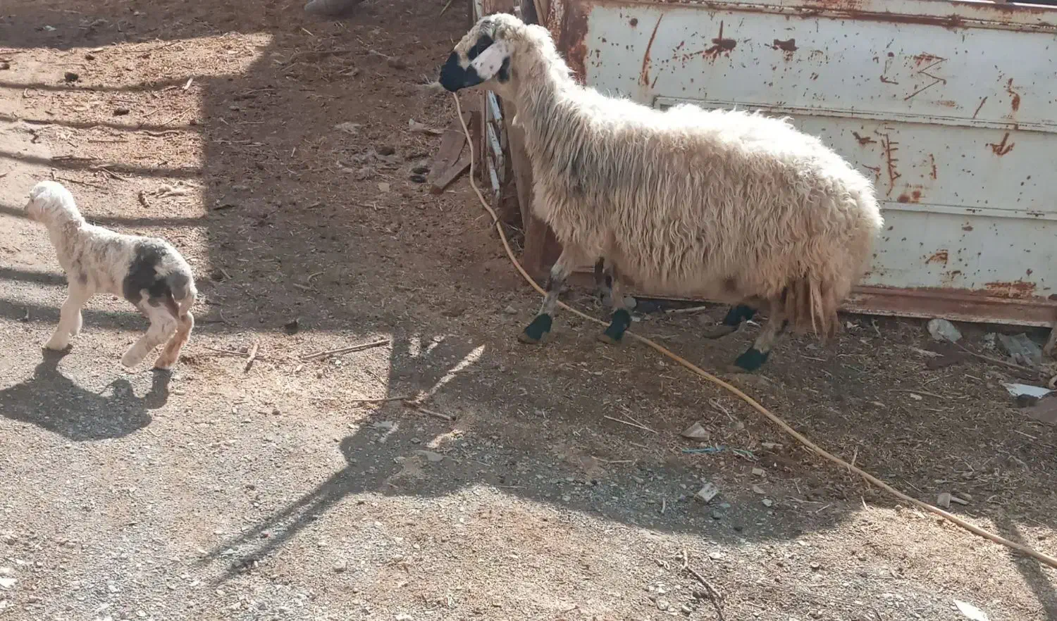 میش با بره|حیوانات مزرعه|معصومیه, |دیوار