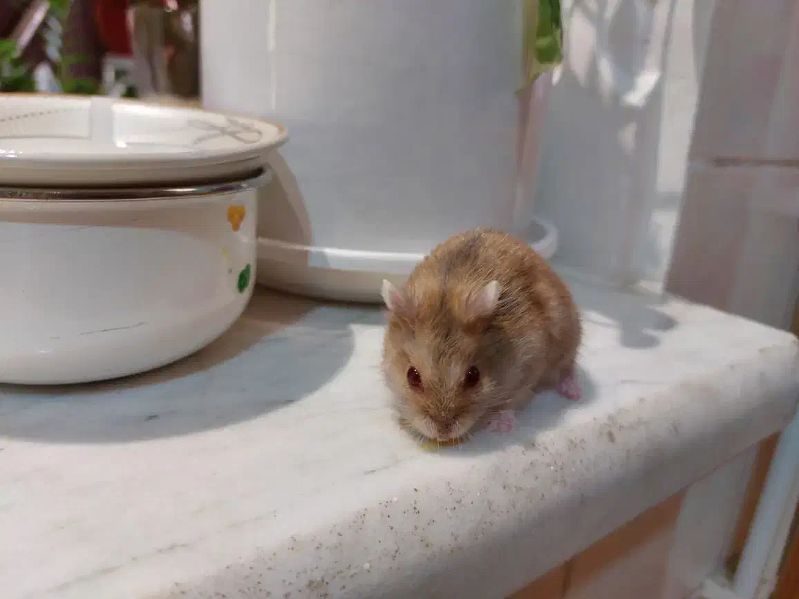 همستر از نژاد درف|موش و خرگوش|قزوین, |دیوار