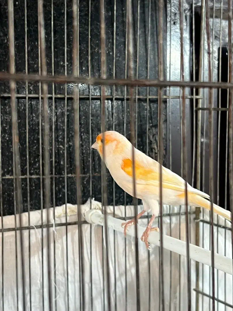 قناری|پرنده|شهر ری, صالح‌آباد شرقی|دیوار