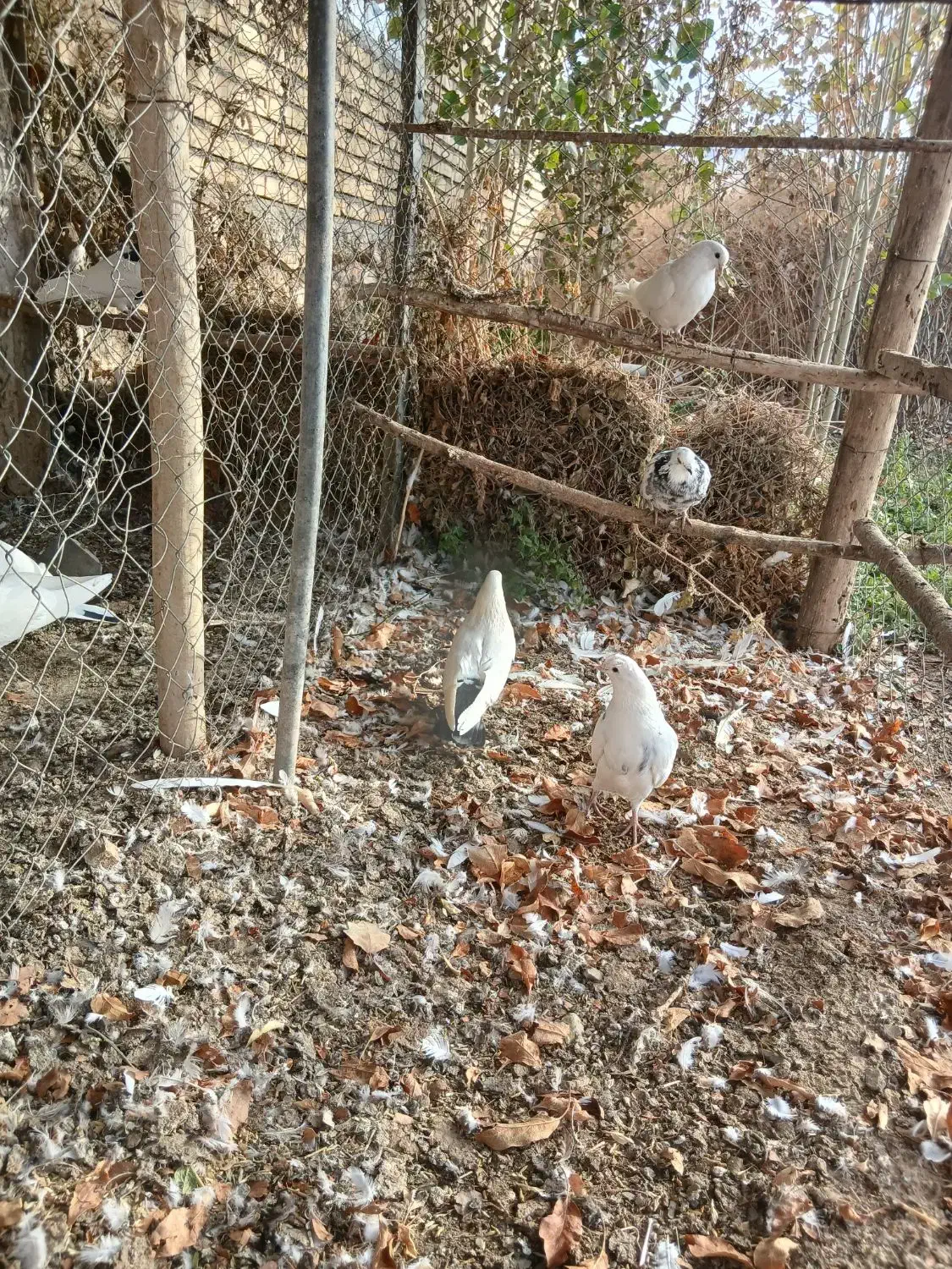 چهارتاکبوترهوای فروشی|پرنده|دیواندره, |دیوار