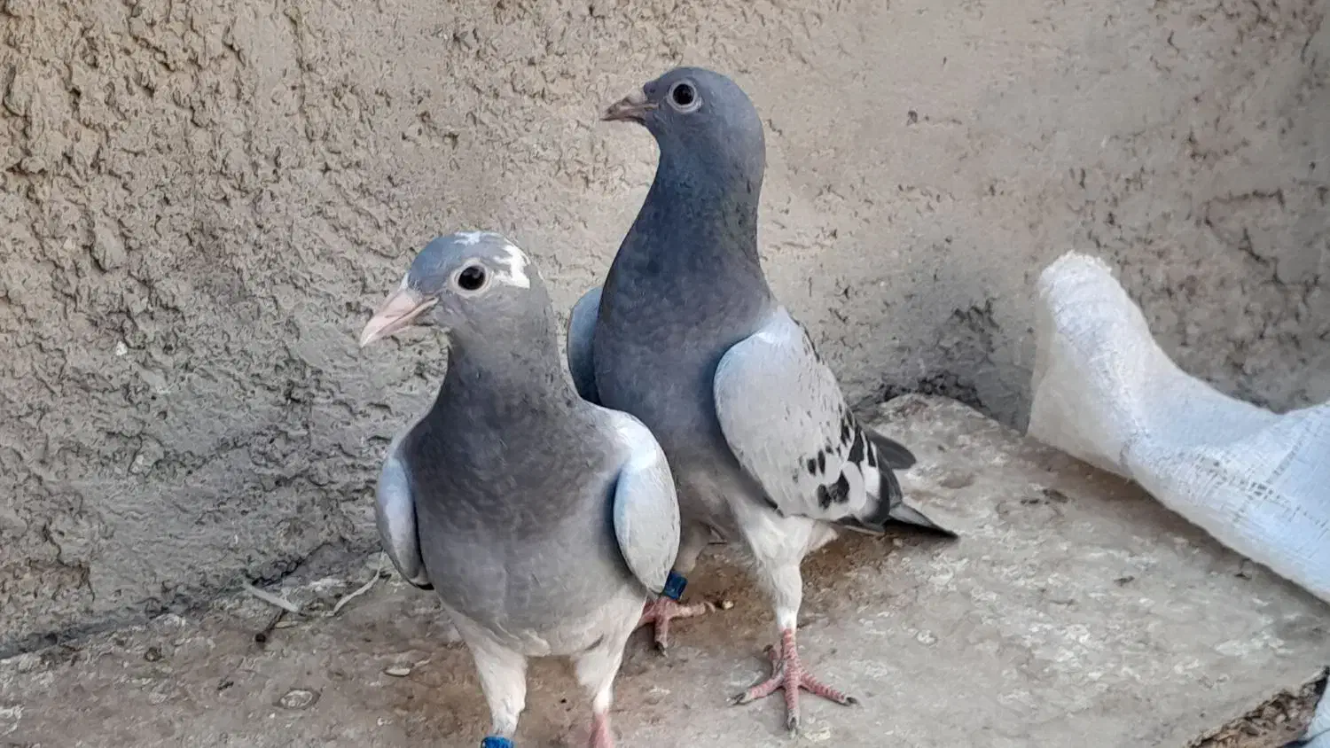 جفت کبوترجوجه مسافتی هرمن کوستر|پرنده|زهک, |دیوار