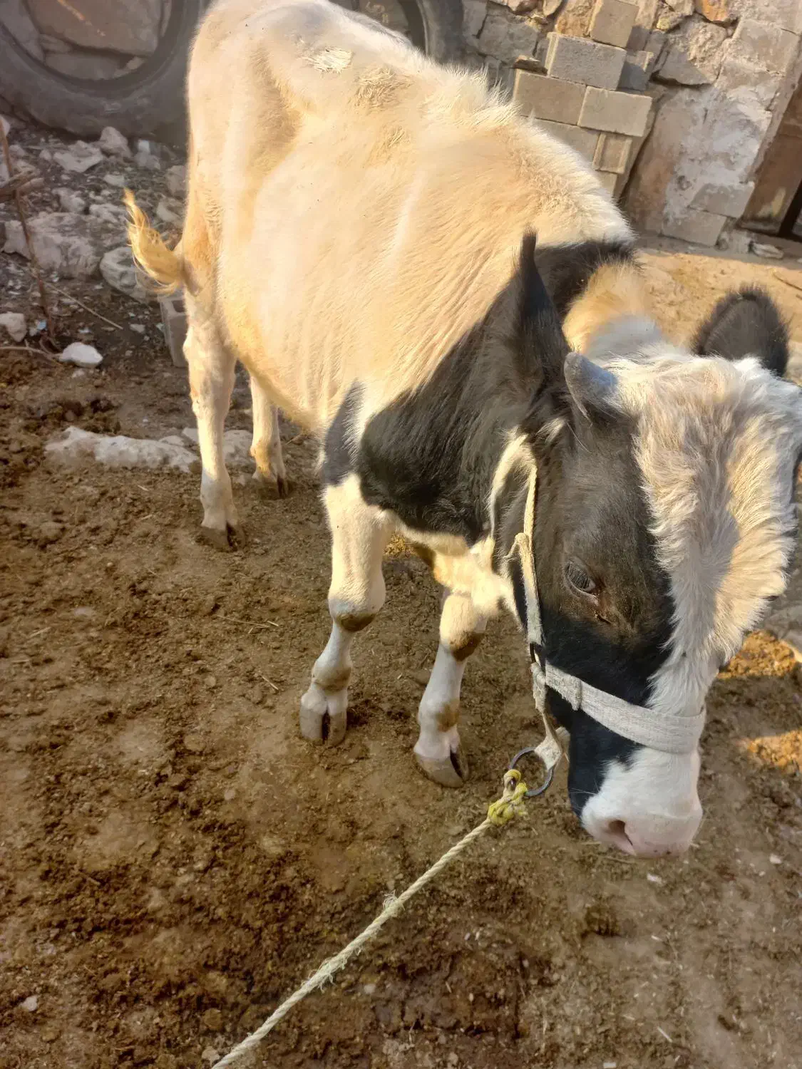 فروش گوساله سیمیتال نر|حیوانات مزرعه|باغ ملک, |دیوار