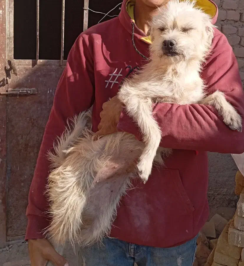 سگ پاکوتاه|سگ|سبزوار, قاضی زاد|دیوار