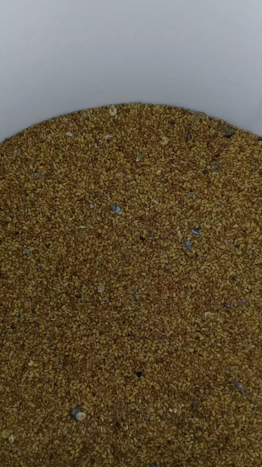 بذر یونجه پایه بلند خیلی خوب اکیلو|لوازم جانبی حیوانات|نهاوند, |دیوار