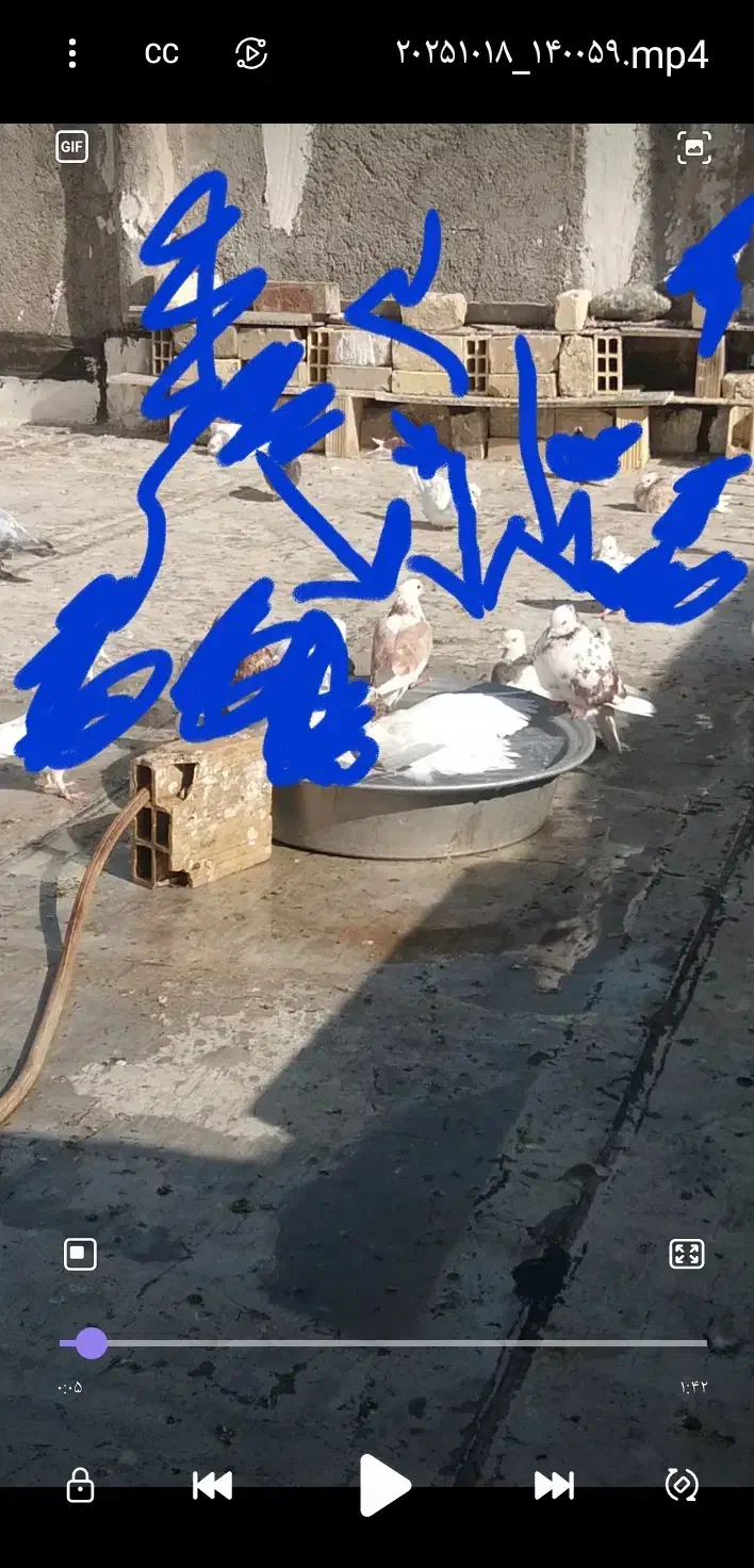 معاوضه جوجه شازده سرور|پرنده|قم, یزدانشهر|دیوار