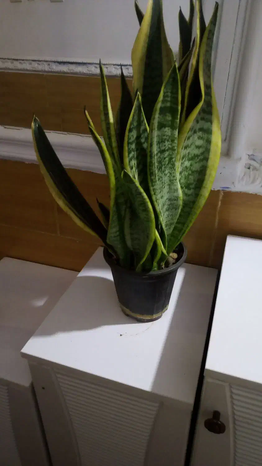 گلهای شاداب|گل و گیاه طبیعی|شبانکاره, |دیوار