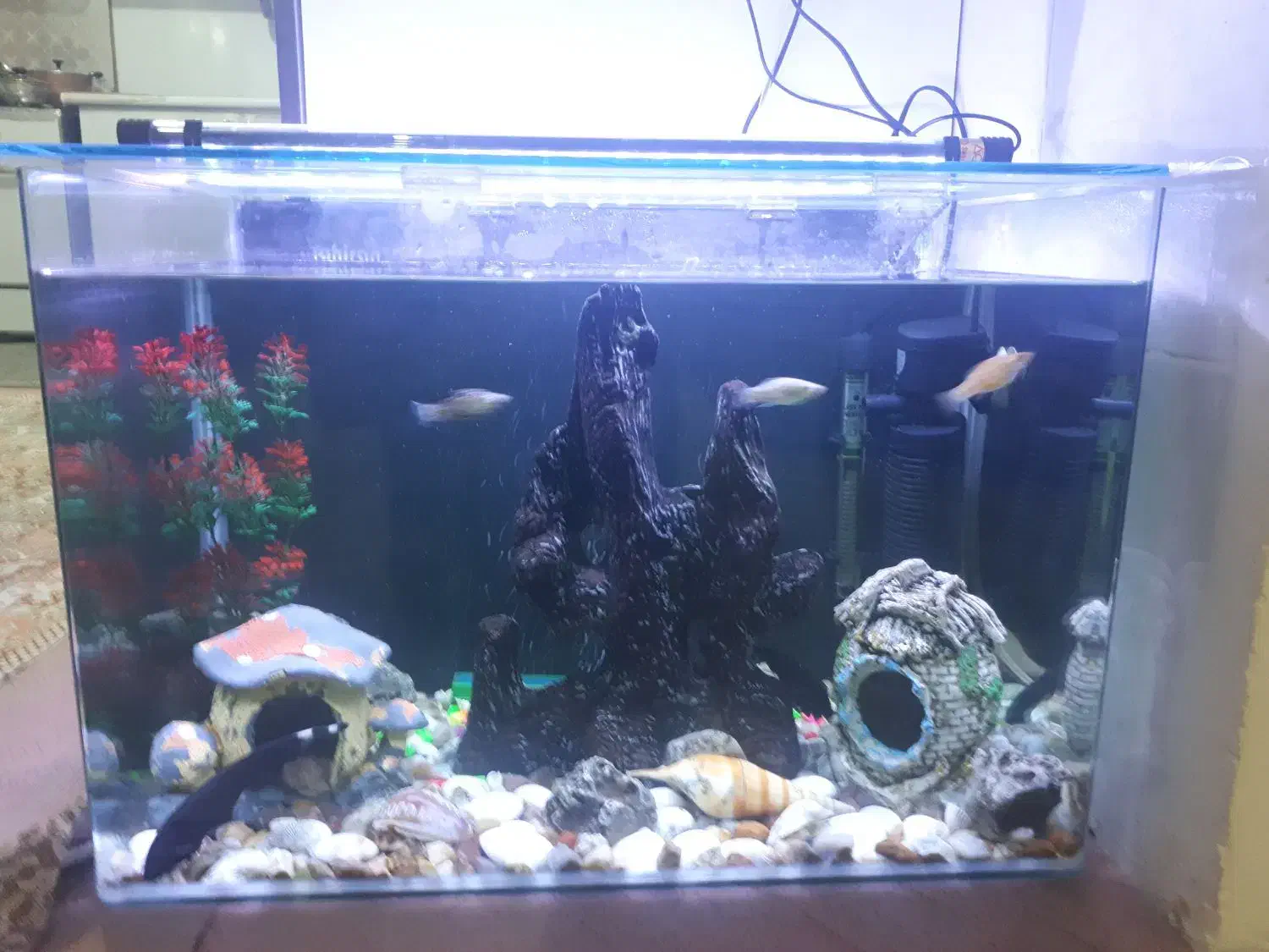 آکواریوم|ماهی|ایلام, |دیوار