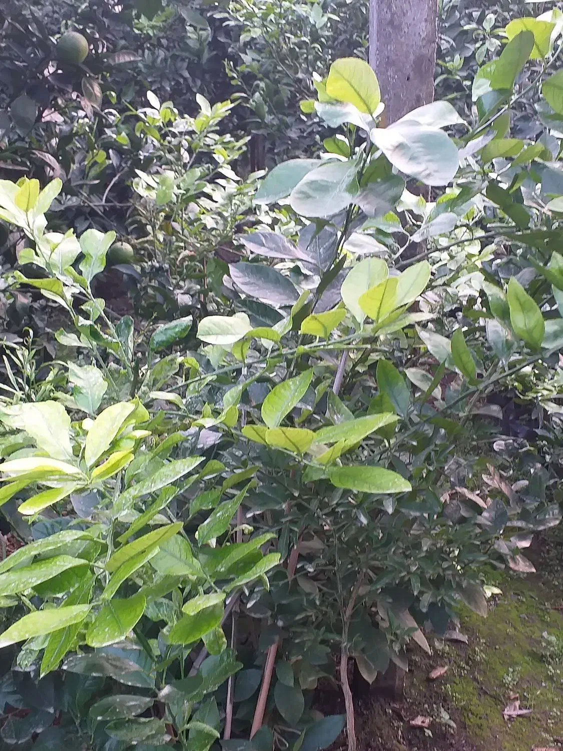 فروش انواع نهال و گل|خدمات باغبانی و درختکاری|نشتارود, |دیوار