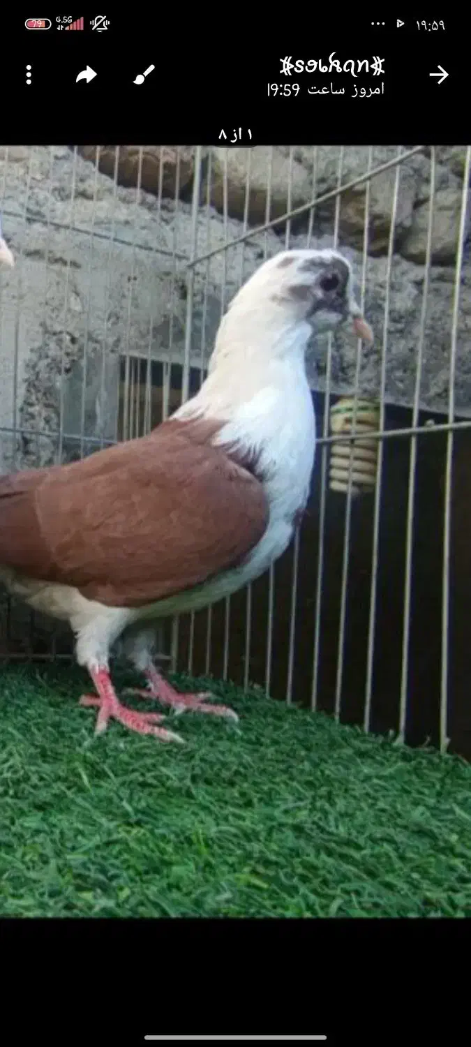 کبوتر خوشگل|پرنده|بافت, |دیوار