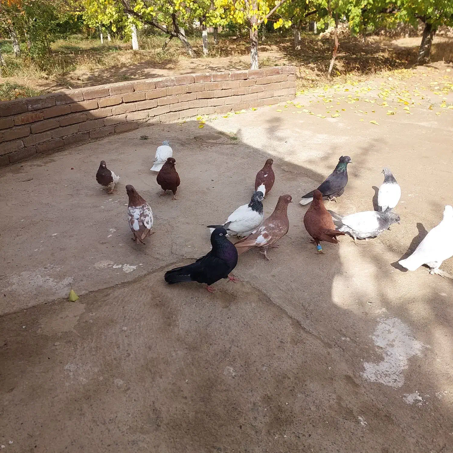 کبوتر|پرنده|مرند, |دیوار