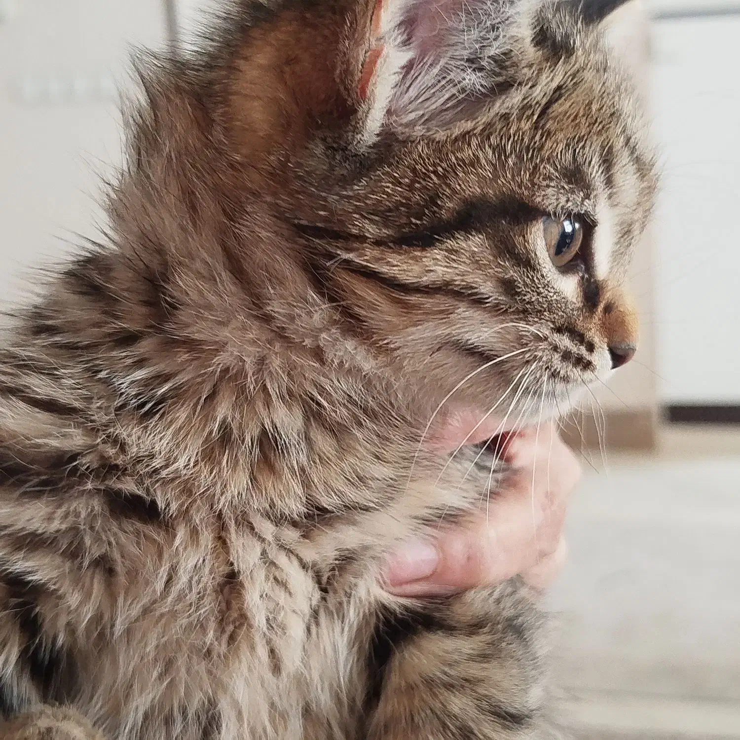 گربه بازیگوش دوست داشتنی|گربه|اصفهان, اشکاوند|دیوار