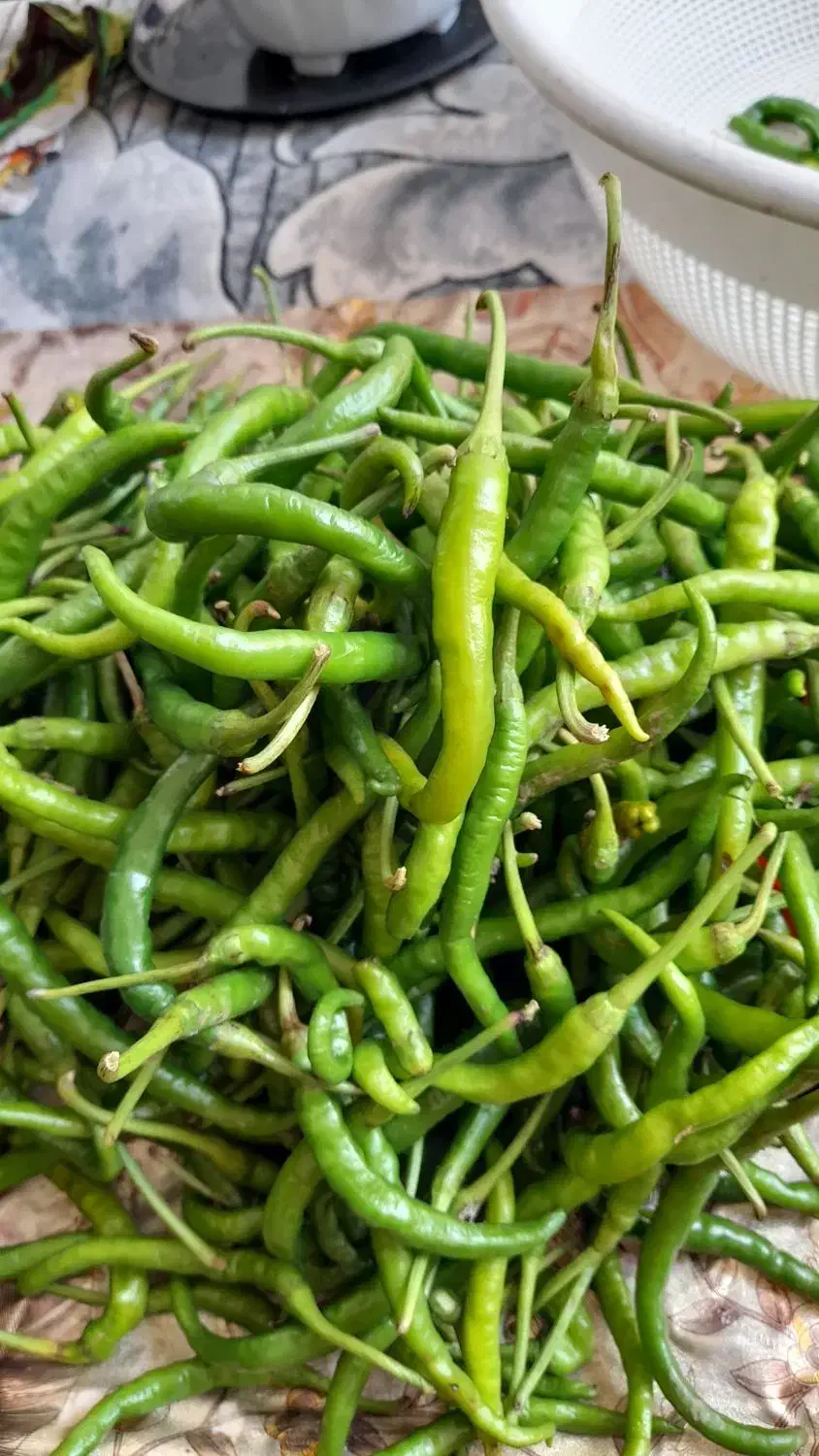 انواع ترشی لیته مخلوط سفارش گرفته میشود|خوردنی و آشامیدنی|رشت, دیانتی|دیوار