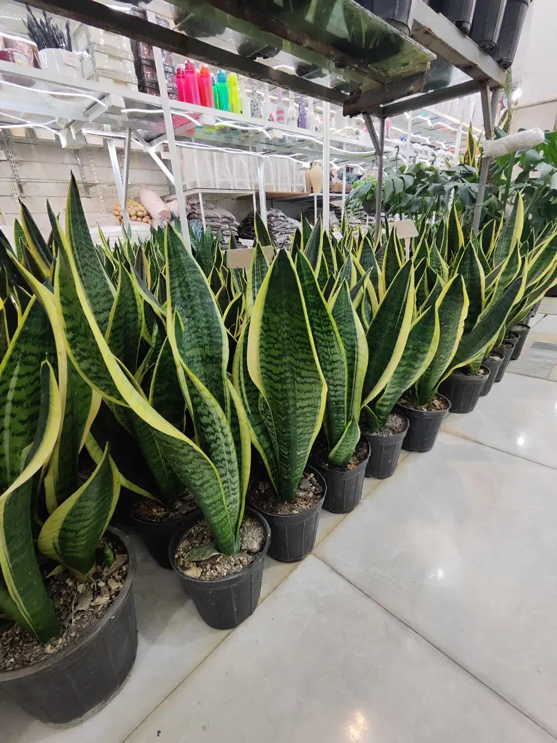 سانسوریا زاموفیلیا بلک برکین بامبو خاکی گندمی دیفن|گل و گیاه طبیعی|قم, ولیعصر|دیوار