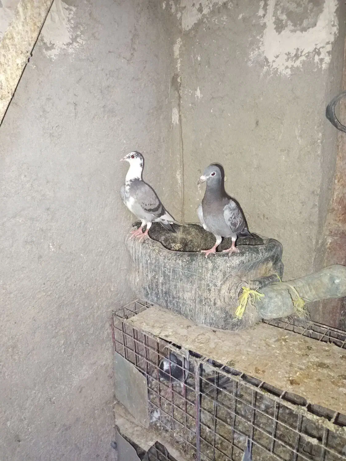 کبوتر|پرنده|زابل, |دیوار