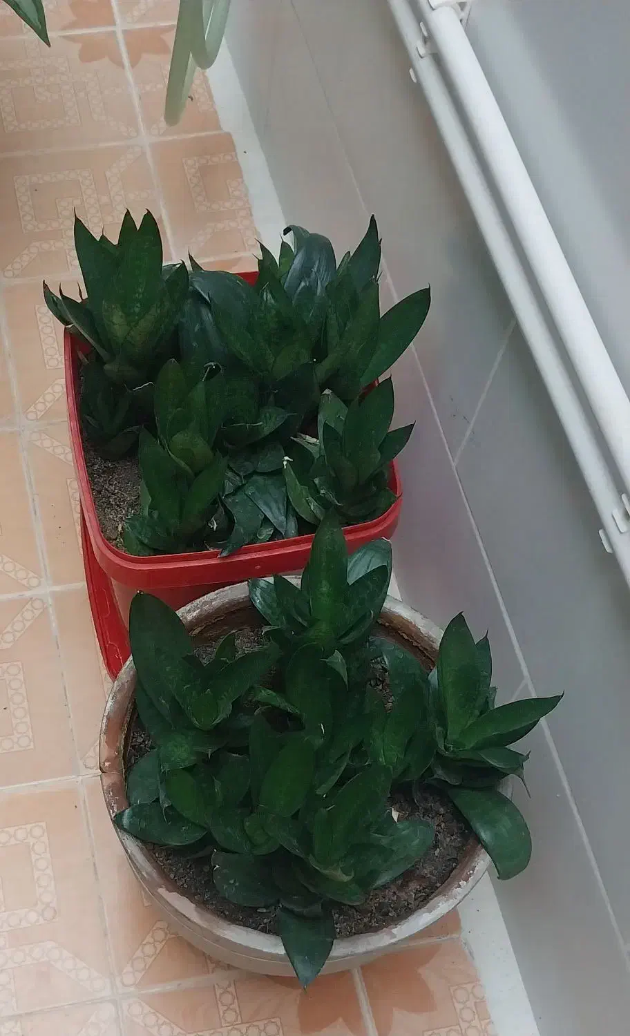 انواع گل‌های شاداب خانگی زیبا با قیمت مناسب|گل و گیاه طبیعی|کرمانشاه, |دیوار