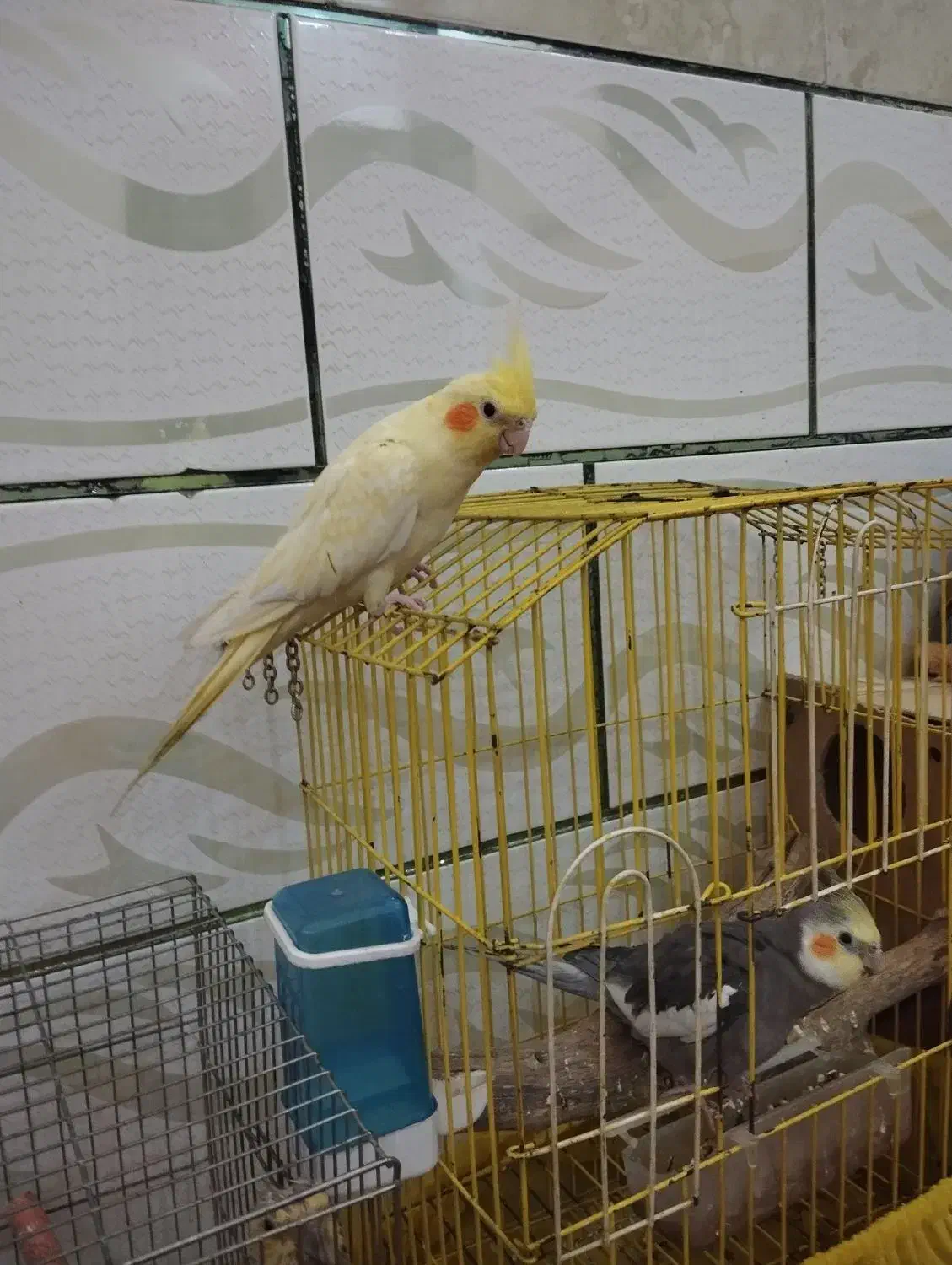 فروش جفت عروس پاریس مولد ودستی|پرنده|سوسنگرد, |دیوار