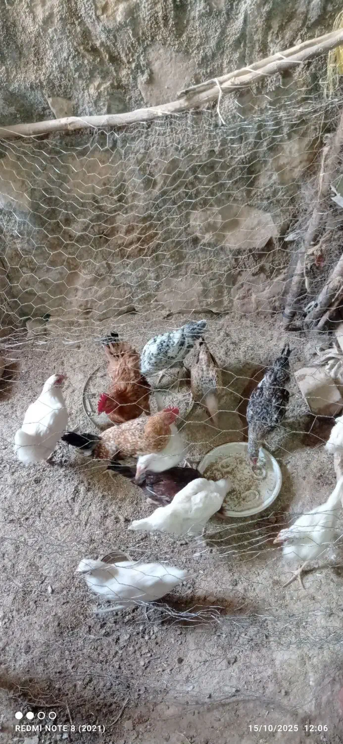 مرغ تخم گذار و جوجه مرغ بزرگ|حیوانات مزرعه|کوهدشت, |دیوار