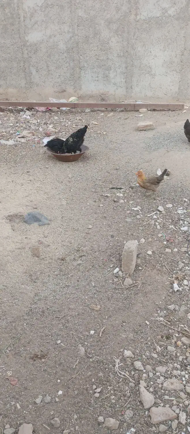 تیمچه مرغ بلک استار|حیوانات مزرعه|کویرات, |دیوار