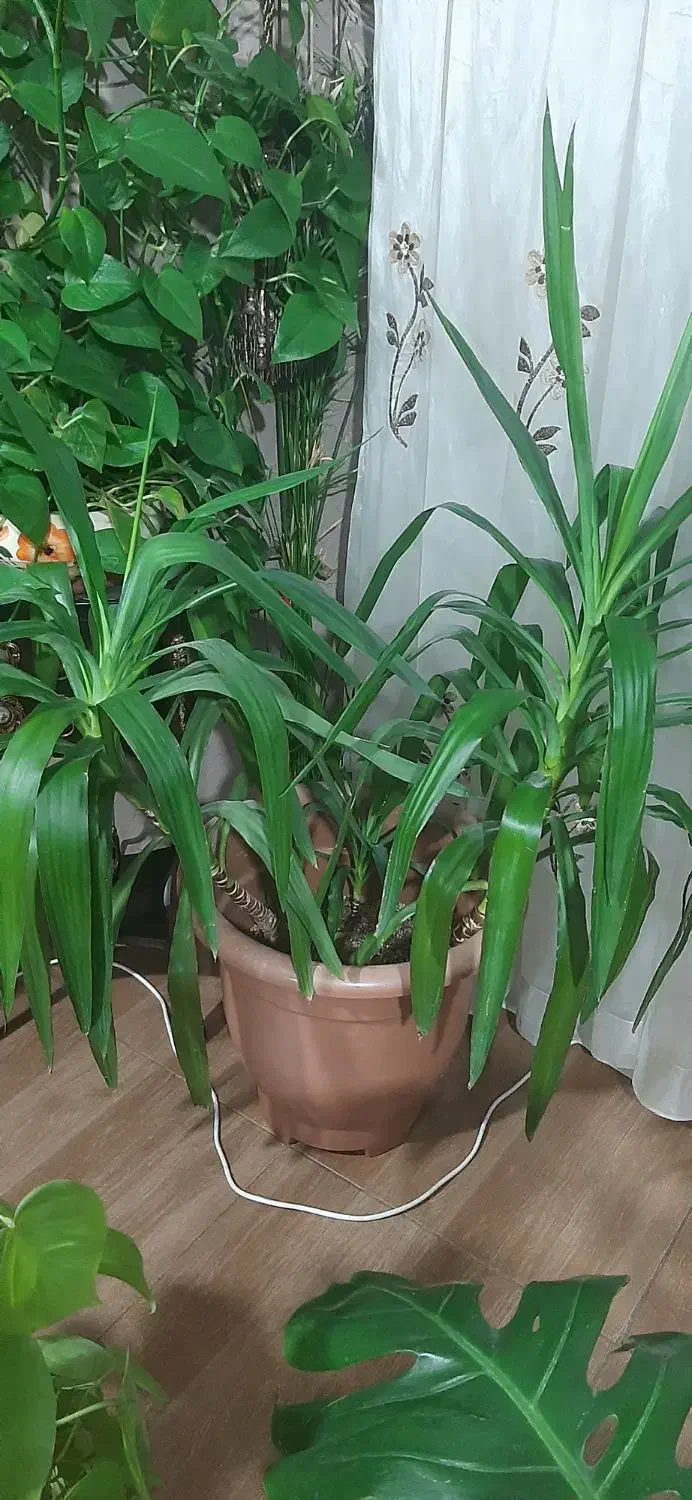 گل طبیعی|گل و گیاه طبیعی|تهران, قصر فیروزه ۲|دیوار