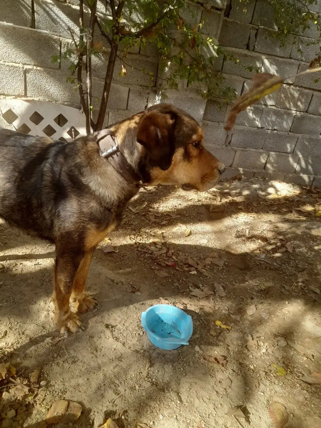 سگ ماده شکاری|سگ|سیرجان, |دیوار