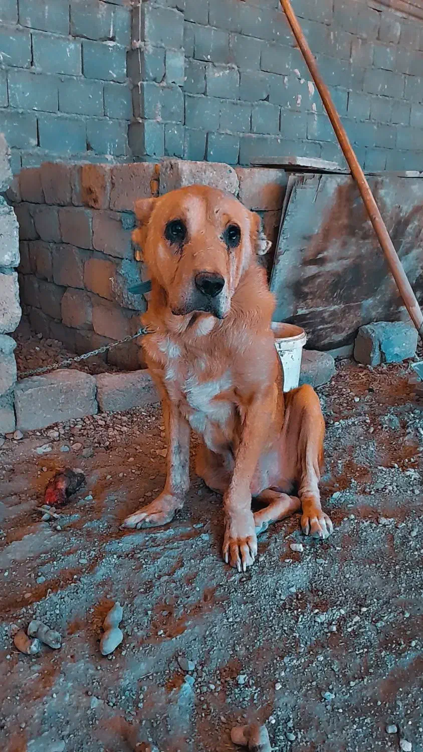 واگذاری سگ عراقی .پژدر فی ۵|سگ|لنجان, |دیوار