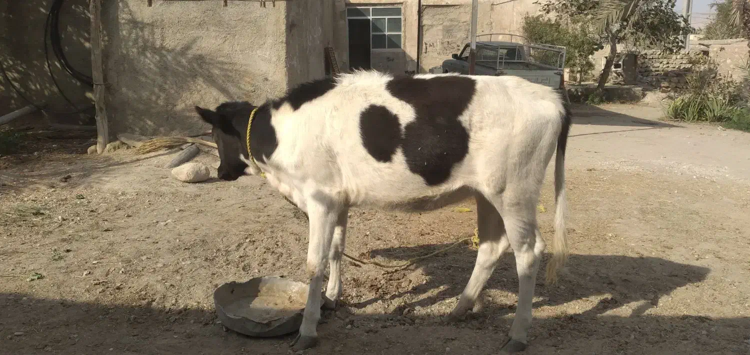 گوساله ماده|حیوانات مزرعه|خمیر, |دیوار